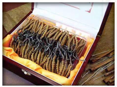 壤塘冬虫夏草回收